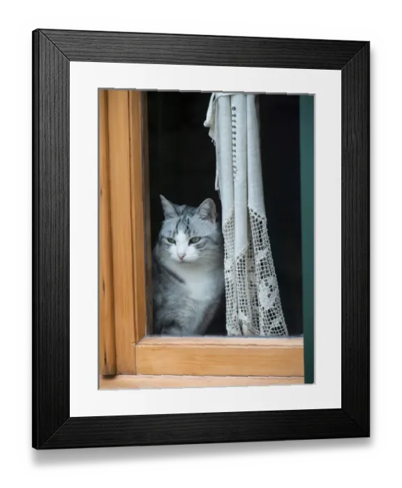 Framed Print : Europe, Italy, Tuscany, Montalcino. Cat in window Framed Print : Europe, Italy, Tuscany, Montalcino. Cat in window
