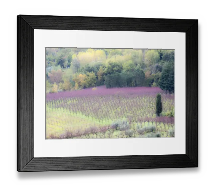 Framed Print : Europe, Italy, Tuscany. Young grape vines in a field Framed Print : Europe, Italy, Tuscany. Young grape vines in a field