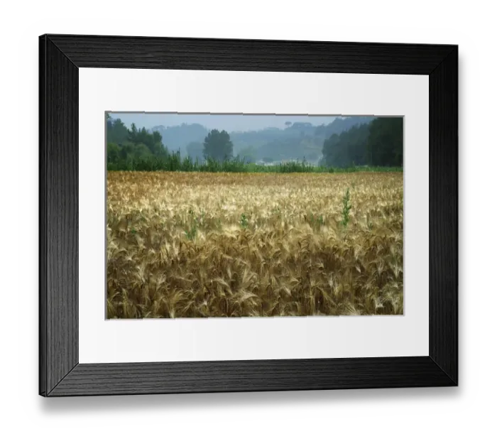 Framed Print : Europe Italy Tuscany Wheatfield 2 Framed Print : Europe Italy Tuscany Wheatfield 2