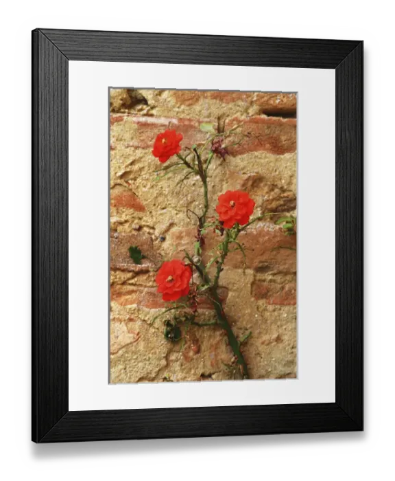 Framed Print : Europe Italy Tuscan Primrose Framed Print : Europe Italy Tuscan Primrose