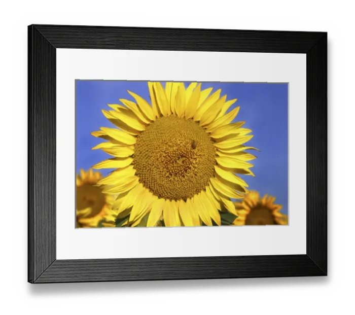 Framed Print : Europe Italy Tuscan Sunflower Framed Print : Europe Italy Tuscan Sunflower