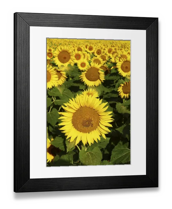 Framed Print : Europe Italy Tuscan Sunflowers 2 Framed Print : Europe Italy Tuscan Sunflowers 2