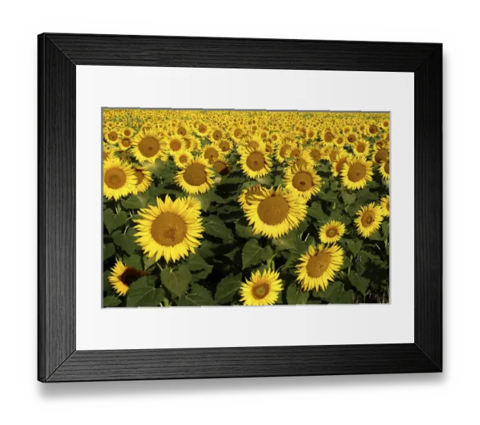 Framed Print : Europe Italy Tuscan Sunflowers Framed Print : Europe Italy Tuscan Sunflowers