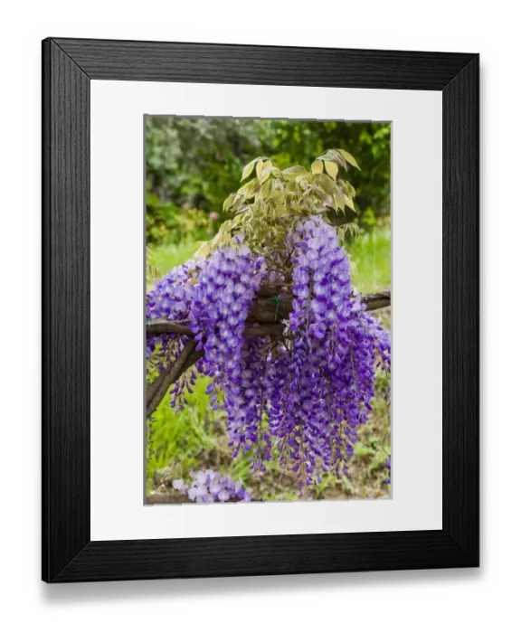 Framed Print : Arbor of wisteria in bloom, Firenze, Tuscany, Italy Framed Print : Arbor of wisteria in bloom, Firenze, Tuscany, Italy
