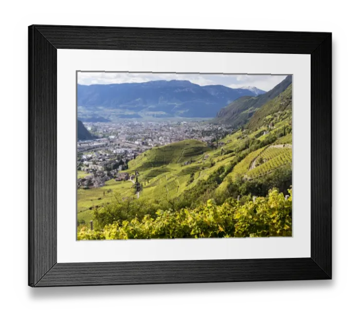 Framed Print : Viniculture around Bozen (Bolzano) the capital of South Tyrol during autumn. Europe