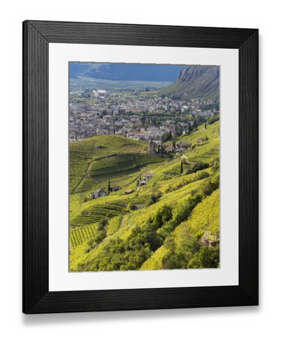 Framed Print : Viniculture around Bozen (Bolzano) the capital of South Tyrol during autumn. Europe Framed Print : Viniculture around Bozen (Bolzano) the capital of South Tyrol during autumn. Europe