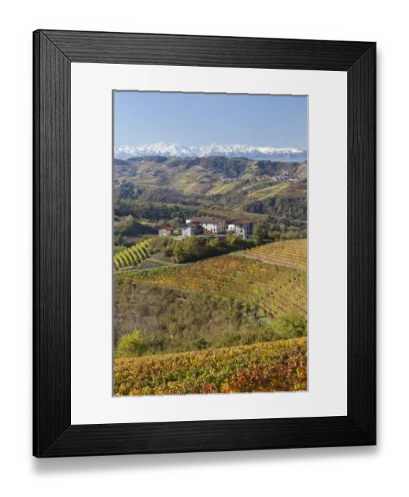 Framed Print : Vineyards, near Alba, Langhe, Piedmont (or Piemonte or Piedmonte), Italy Framed Print : Vineyards, near Alba, Langhe, Piedmont (or Piemonte or Piedmonte), Italy