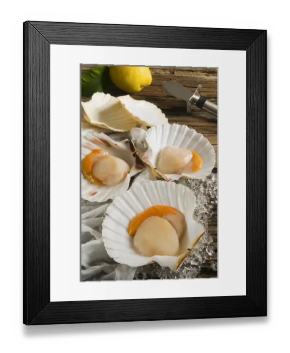Framed Print : Scallop (Pecten jacobaeus)