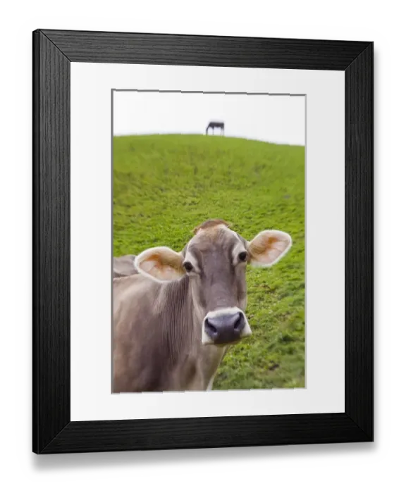 Framed Print : Cow, Italy, near Bolzano, Val di Funes, Dolomites Framed Print : Cow, Italy, near Bolzano, Val di Funes, Dolomites