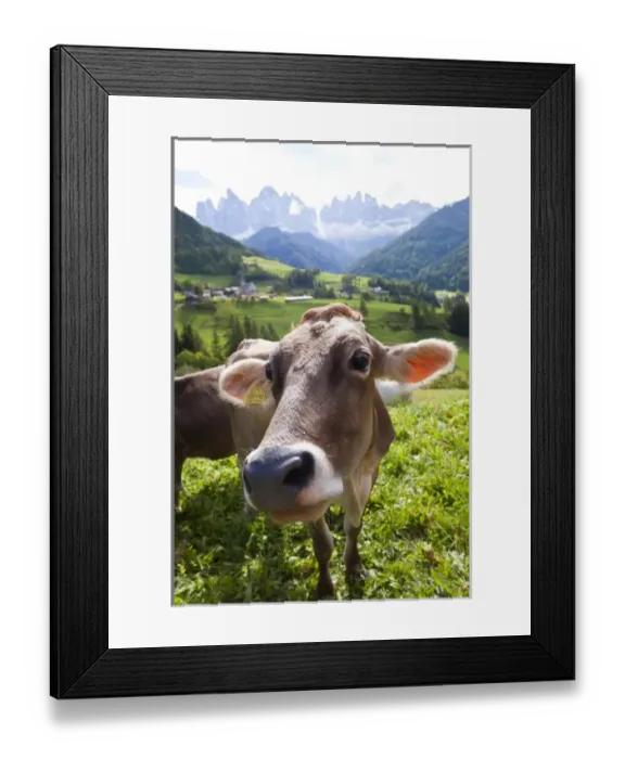 Framed Print : Cow in valley, Italy, near Bolzano, Val di Funes, St. Magdalena and Dolomites Framed Print : Cow in valley, Italy, near Bolzano, Val di Funes, St. Magdalena and Dolomites