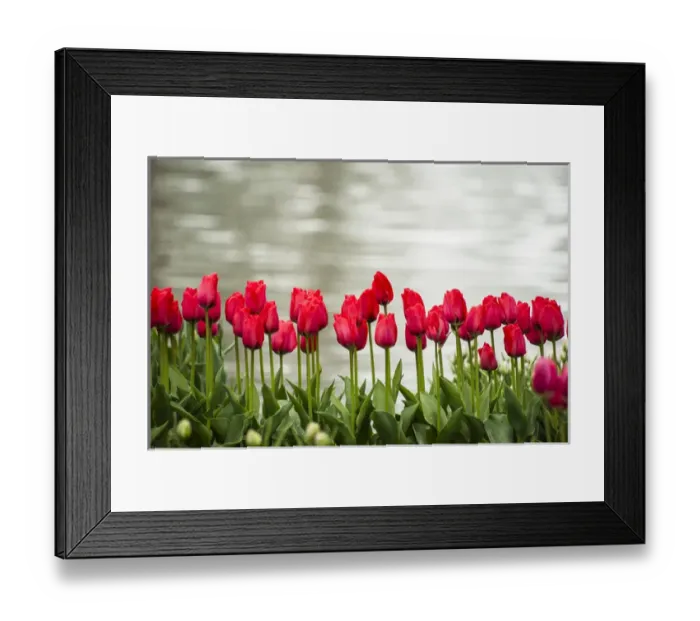 Framed Print : Rows of red tulips are bright against the bright lake background Framed Print : Rows of red tulips are bright against the bright lake background