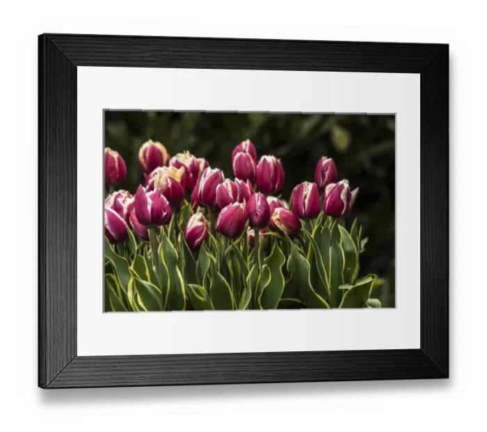 Framed Print : A cluster of red and white tulips with yellow and green striped leaves Framed Print : A cluster of red and white tulips with yellow and green striped leaves