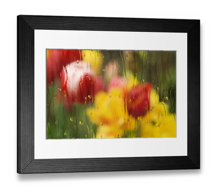 Framed Print : Europe, Netherlands. Tulips through a wet window Framed Print : Europe, Netherlands. Tulips through a wet window