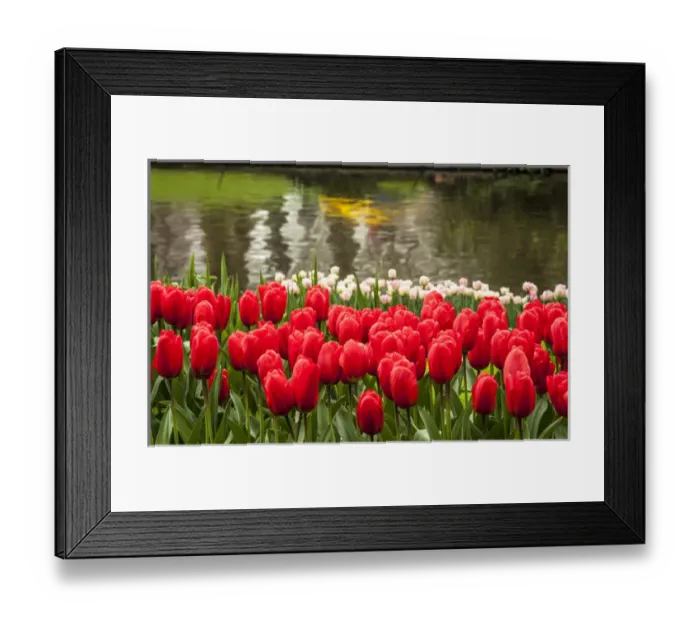 Framed Print : Cluster of tulips in reds and whites with colorful reflection in the lake Framed Print : Cluster of tulips in reds and whites with colorful reflection in the lake