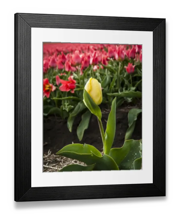 Framed Print : A mismatched yellow tulip growing in a row of red ones Framed Print : A mismatched yellow tulip growing in a row of red ones