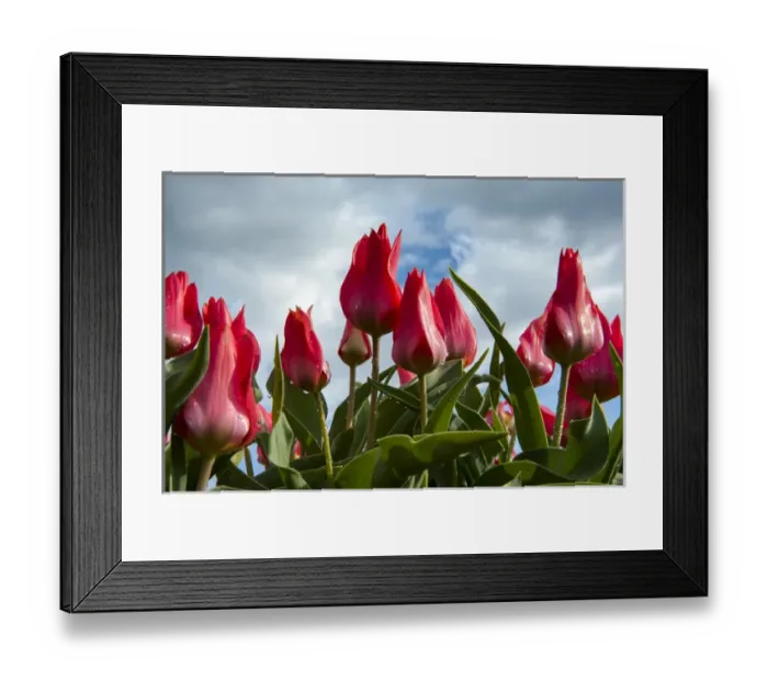 Framed Print : A bunch of red tulips rising up to the blue sky after a rain Framed Print : A bunch of red tulips rising up to the blue sky after a rain