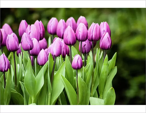 A cluster of purple tulips agains green background