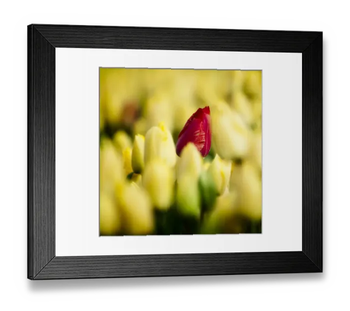 Framed Print : One red tulip growing amongst all a field of all yellow Framed Print : One red tulip growing amongst all a field of all yellow