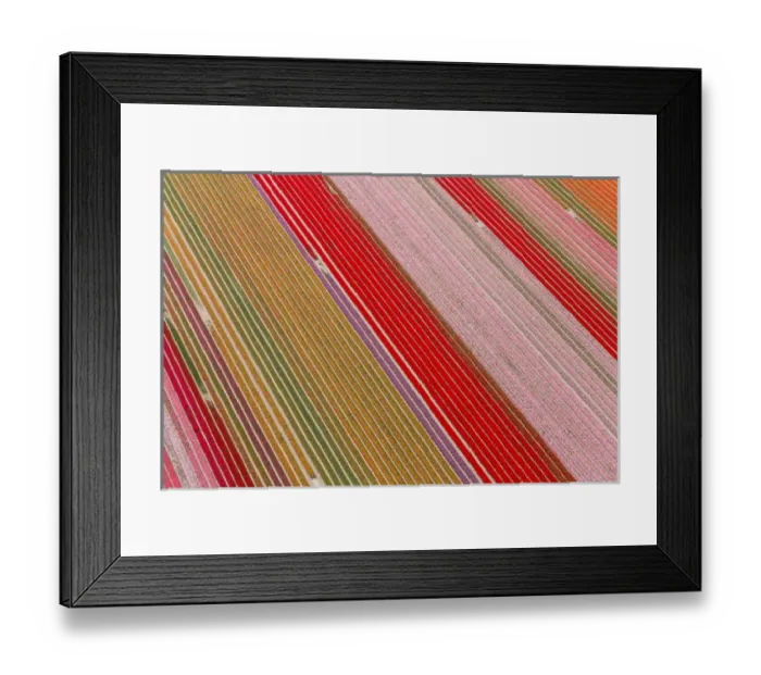 Framed Print : Tulip fields, North Holland, Netherlands