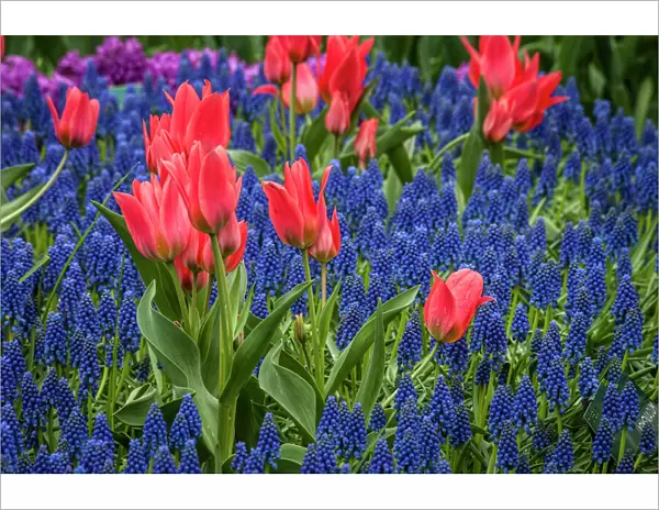 Tulips growing amidst clusters of grape hyacinths