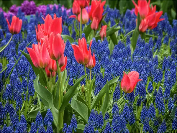 Tulips growing amidst clusters of grape hyacinths