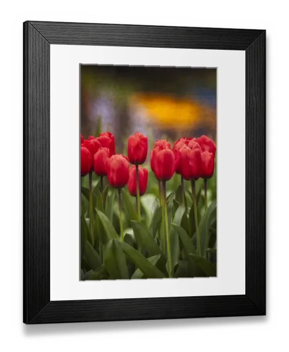 Framed Print : Red Tulips in foreground with lake and yellow flower reflections as background Framed Print : Red Tulips in foreground with lake and yellow flower reflections as background