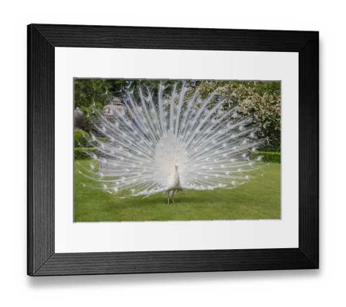 Framed Print : White Peacock. Palazzo Italian Garden Isola Bella. Borromean Islands. Lago Maggiore
