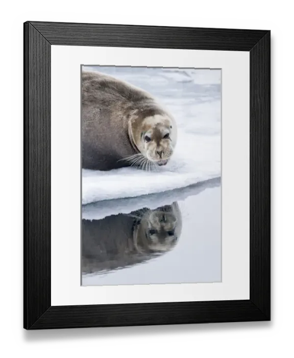 Framed Print : Arctic, Norway, Svalbard, Spitsbergen, pack ice, bearded seal (Erignathus barbatus) Framed Print : Arctic, Norway, Svalbard, Spitsbergen, pack ice, bearded seal (Erignathus barbatus)