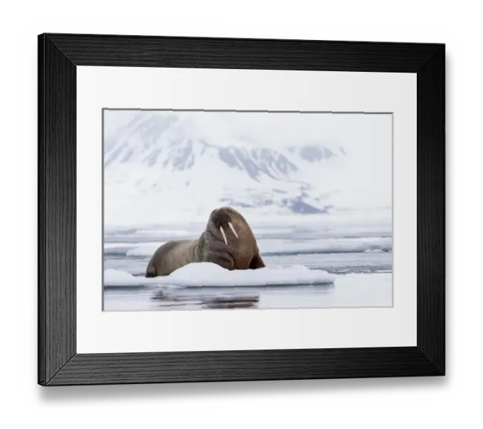 Framed Print : Arctic, Norway, Svalbard, Spitsbergen, pack ice, walrus (Odobenus rosmarus) Walrus