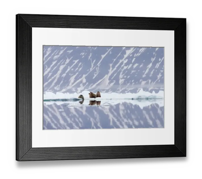 Framed Print : Arctic, Norway, Svalbard, Spitsbergen, pack ice, walrus (Odobenus rosmarus) Walrus Framed Print : Arctic, Norway, Svalbard, Spitsbergen, pack ice, walrus (Odobenus rosmarus) Walrus