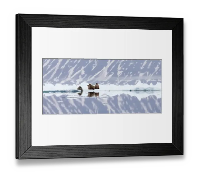 Framed Print : Arctic, Norway, Svalbard, Spitsbergen, pack ice, walrus (Odobenus rosmarus) Walrus Framed Print : Arctic, Norway, Svalbard, Spitsbergen, pack ice, walrus (Odobenus rosmarus) Walrus