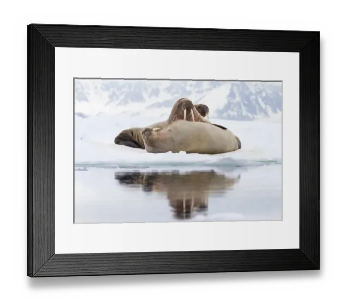 Framed Print : Arctic, Norway, Svalbard, Spitsbergen, pack ice, walrus (Odobenus rosmarus) Walrus Framed Print : Arctic, Norway, Svalbard, Spitsbergen, pack ice, walrus (Odobenus rosmarus) Walrus