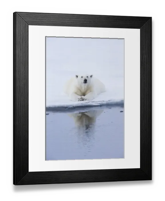 Framed Print : Arctic, Norway, Svalbard, Spitsbergen, pack ice, polar bear (Ursus maritimus) Female