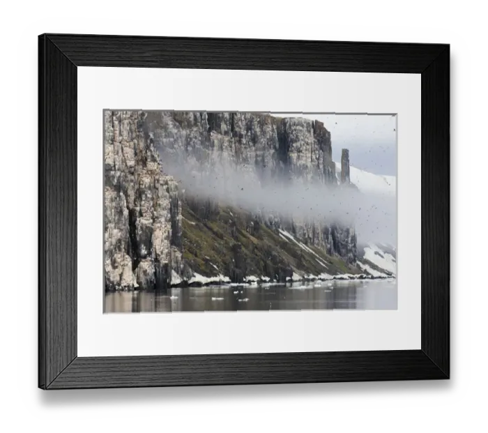 Framed Print : Arctic, Norway, Svalbard, Spitsbergen, Alkefjellet Bird Cliffs, Thick-billed murres Framed Print : Arctic, Norway, Svalbard, Spitsbergen, Alkefjellet Bird Cliffs, Thick-billed murres