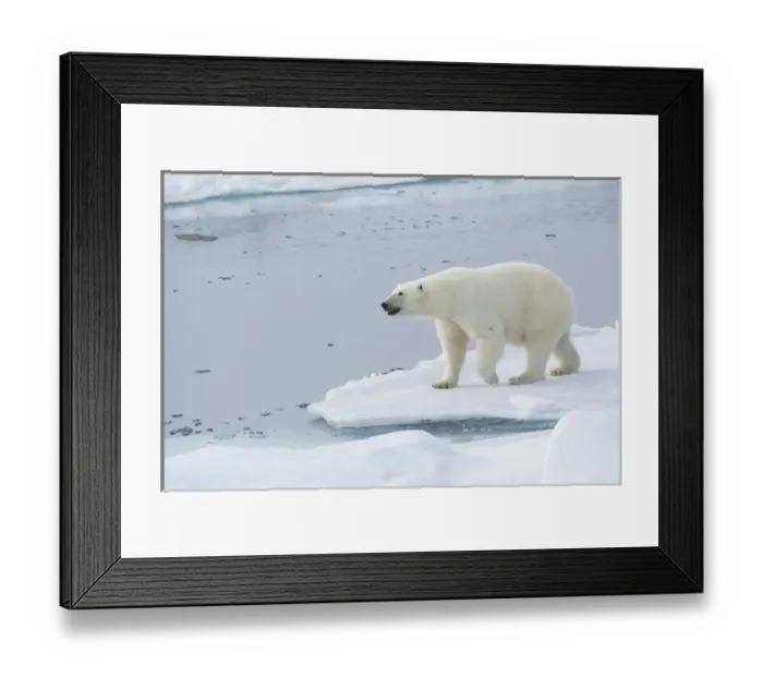 Framed Print : Arctic, Norway, Svalbard, Spitsbergen, pack ice, polar bear (Ursus maritimus) Female