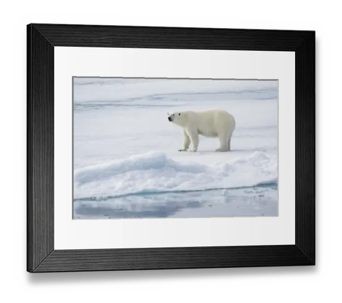 Framed Print : Arctic, Norway, Svalbard, Spitsbergen, pack ice, polar bear (Ursus maritimus) Female Framed Print : Arctic, Norway, Svalbard, Spitsbergen, pack ice, polar bear (Ursus maritimus) Female