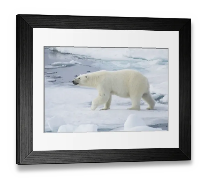Framed Print : Arctic, Norway, Svalbard, Spitsbergen, pack ice, polar bear (Ursus maritimus) Female Framed Print : Arctic, Norway, Svalbard, Spitsbergen, pack ice, polar bear (Ursus maritimus) Female