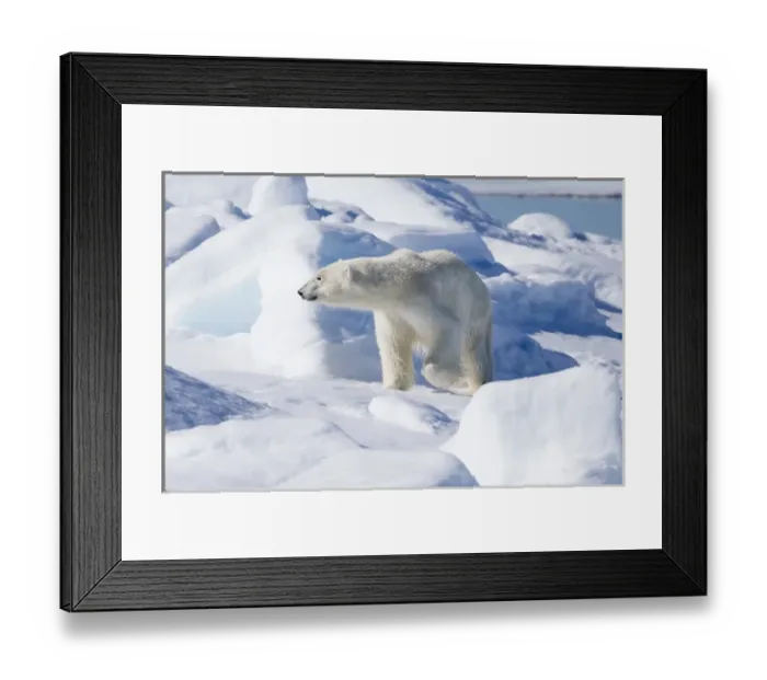 Framed Print : Arctic, Norway, Svalbard, Spitsbergen, pack ice, polar bear (Ursus maritimus) Young Framed Print : Arctic, Norway, Svalbard, Spitsbergen, pack ice, polar bear (Ursus maritimus) Young