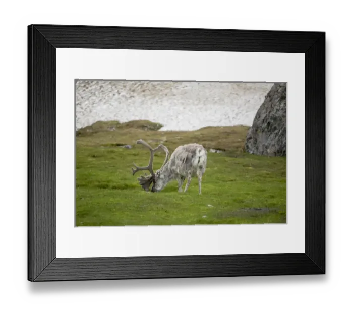Framed Print : Arctic, Norway, Svalbard, Spitsbergen, reindeer (Rangifer tarandus platyrhynchus} Framed Print : Arctic, Norway, Svalbard, Spitsbergen, reindeer (Rangifer tarandus platyrhynchus}