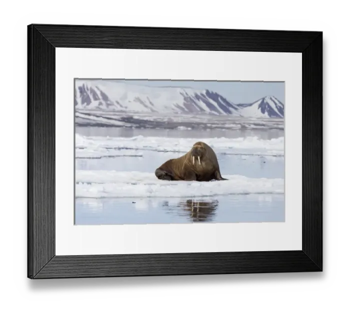 Framed Print : Arctic, Norway, Svalbard, Spitsbergen, walrus (Odobenus rosmarus) Walrus on ice floe Framed Print : Arctic, Norway, Svalbard, Spitsbergen, walrus (Odobenus rosmarus) Walrus on ice floe