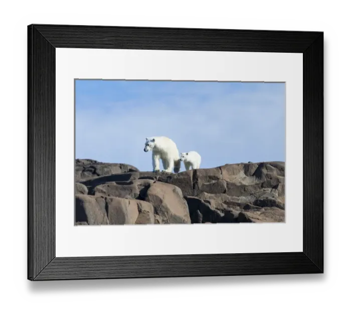 Framed Print : Arctic, Norway, Svalbard, Spitsbergen, polar bear (Ursus maritimus) cub, rocky, swimming Framed Print : Arctic, Norway, Svalbard, Spitsbergen, polar bear (Ursus maritimus) cub, rocky, swimming