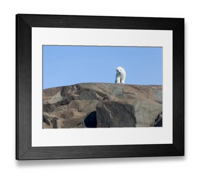 Framed Print : Arctic, Norway, Svalbard, Spitsbergen, polar bear (Ursus maritimus) cub, rocky, swimming Framed Print : Arctic, Norway, Svalbard, Spitsbergen, polar bear (Ursus maritimus) cub, rocky, swimming