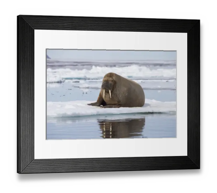 Framed Print : Arctic, Norway, Svalbard, Spitsbergen, walrus (Odobenus rosmarus) Walrus on ice floe Framed Print : Arctic, Norway, Svalbard, Spitsbergen, walrus (Odobenus rosmarus) Walrus on ice floe