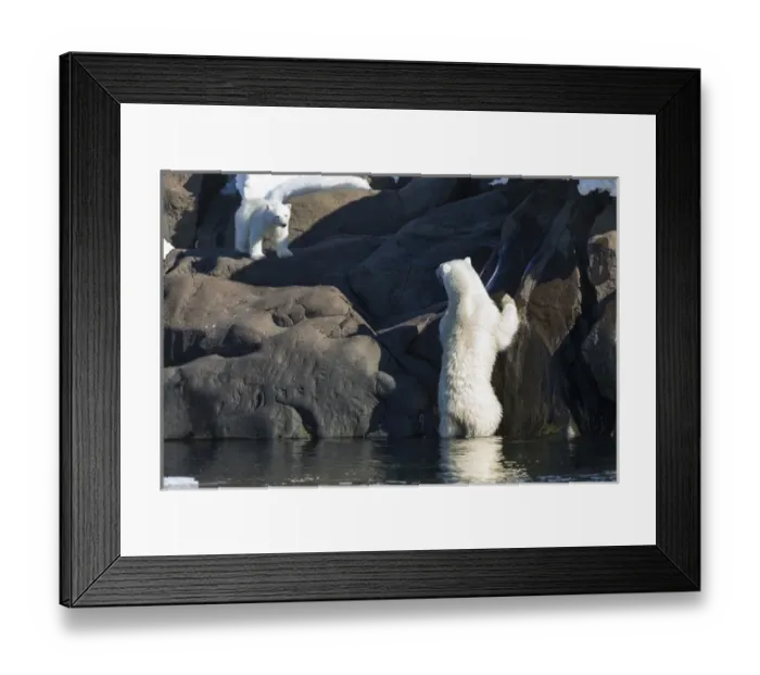 Framed Print : Arctic, Norway, Svalbard, Spitsbergen, polar bear (Ursus maritimus) cub, rocky, swimming Framed Print : Arctic, Norway, Svalbard, Spitsbergen, polar bear (Ursus maritimus) cub, rocky, swimming