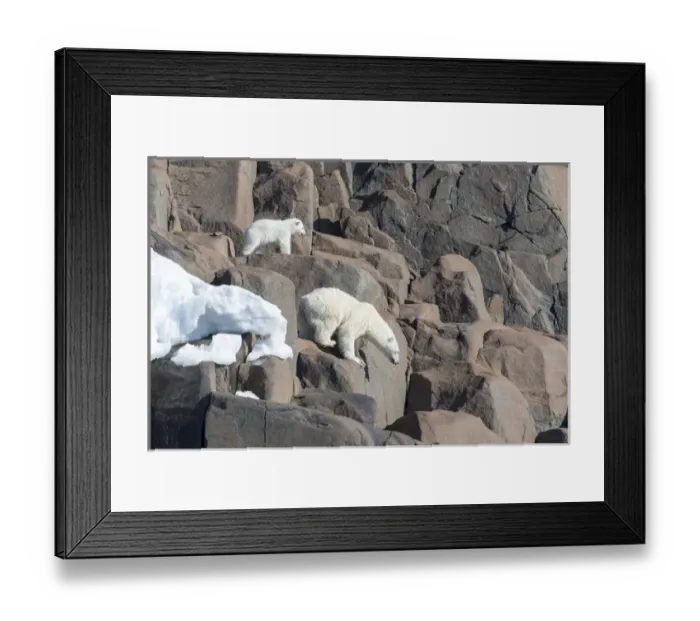 Framed Print : Arctic, Norway, Svalbard, Spitsbergen, polar bear (Ursus maritimus) cub, rocky, swimming Framed Print : Arctic, Norway, Svalbard, Spitsbergen, polar bear (Ursus maritimus) cub, rocky, swimming