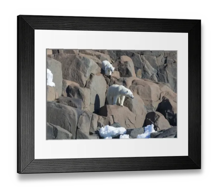Framed Print : Arctic, Norway, Svalbard, Spitsbergen, polar bear (Ursus maritimus) cub, rocky, swimming Framed Print : Arctic, Norway, Svalbard, Spitsbergen, polar bear (Ursus maritimus) cub, rocky, swimming