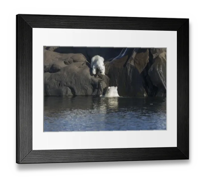 Framed Print : Arctic, Norway, Svalbard, Spitsbergen, polar bear (Ursus maritimus) cub, rocky, swimming