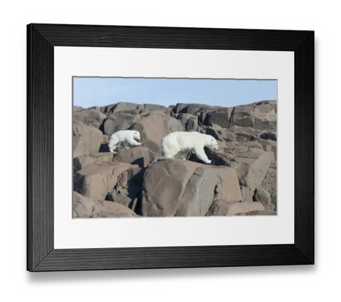 Framed Print : Arctic, Norway, Svalbard, Spitsbergen, polar bear (Ursus maritimus) cub, rocky, swimming Framed Print : Arctic, Norway, Svalbard, Spitsbergen, polar bear (Ursus maritimus) cub, rocky, swimming