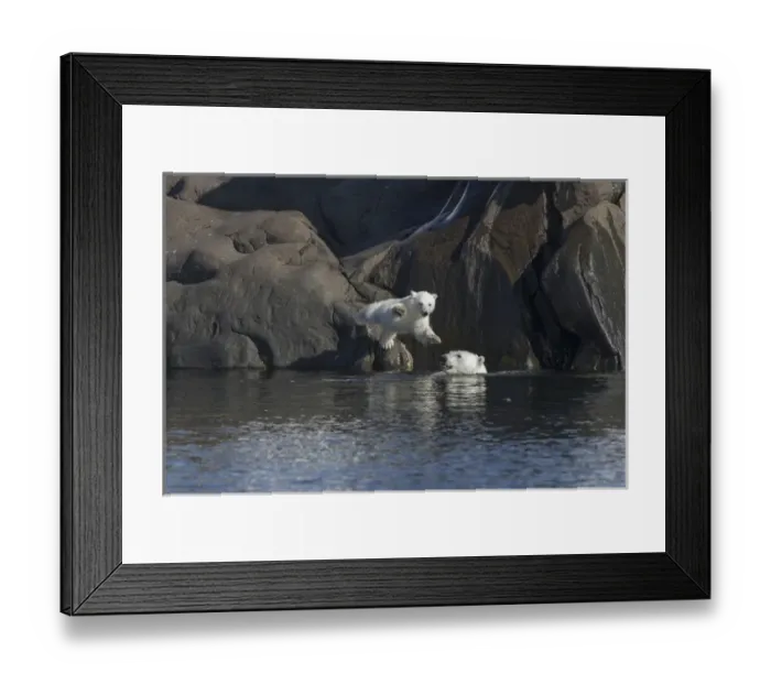 Framed Print : Arctic, Norway, Svalbard, Spitsbergen, polar bear (Ursus maritimus) cub, rocky, swimming Framed Print : Arctic, Norway, Svalbard, Spitsbergen, polar bear (Ursus maritimus) cub, rocky, swimming