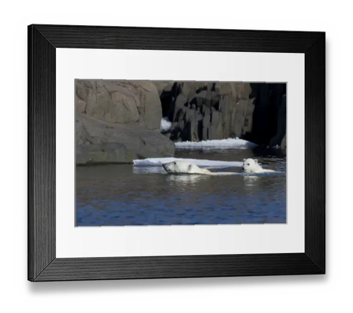 Framed Print : Arctic, Norway, Svalbard, Spitsbergen, polar bear (Ursus maritimus) cub, rocky, swimming Framed Print : Arctic, Norway, Svalbard, Spitsbergen, polar bear (Ursus maritimus) cub, rocky, swimming